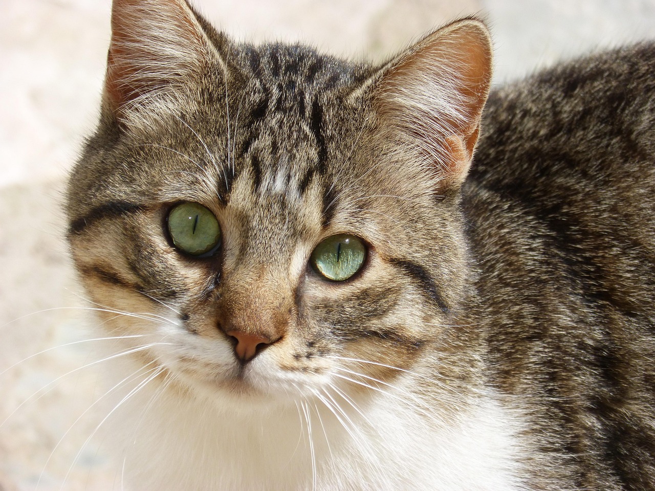 探索央视体育频道,节目表预告与猫的奇妙联系 探索央视体育频道,节目表预告与猫的奇妙联系