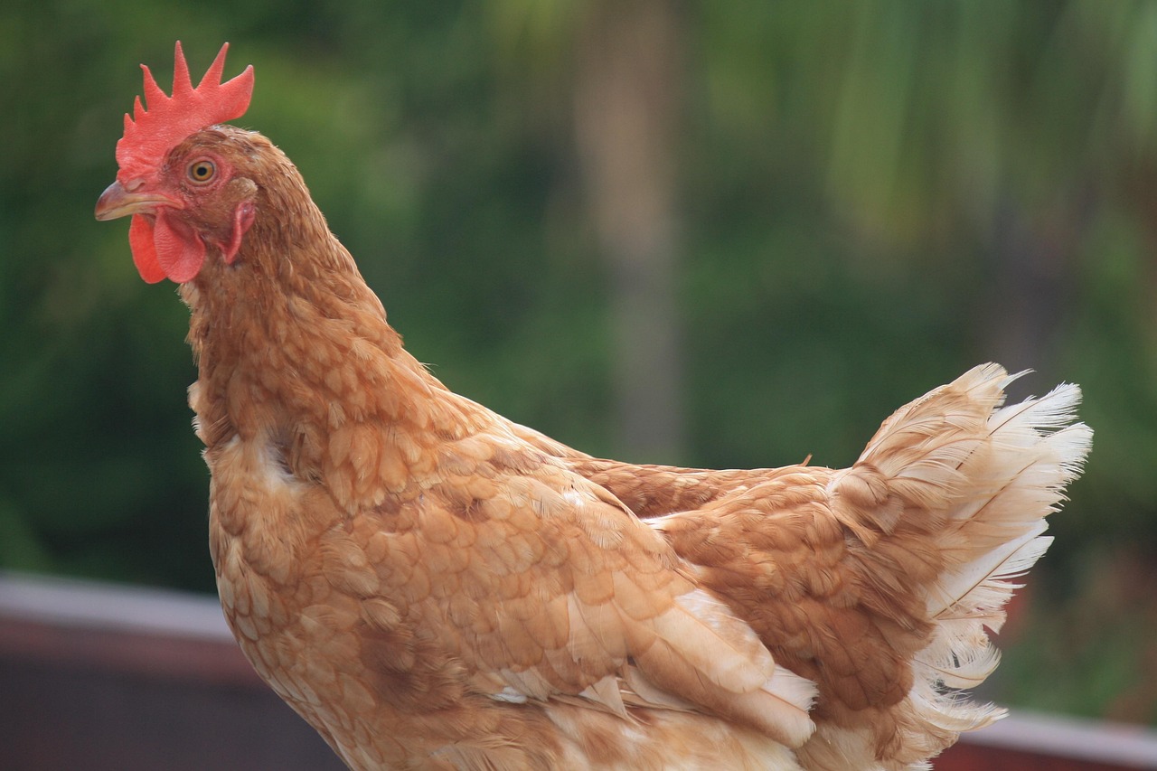 中国31省新增本土病例104例,疫情防控新动态与应对策略 中国31省新增本土病例104例,疫情防控新动态与应对策略