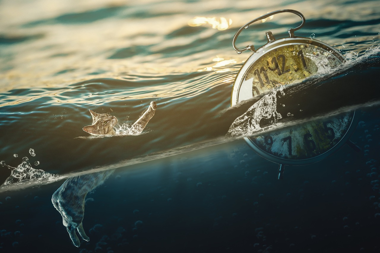 探索鲸舟网络，连接数字海洋的巨轮