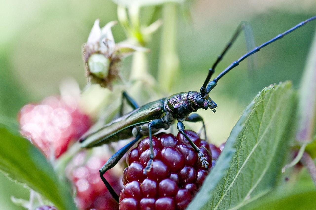 大公鸡旧版手机下载官网,怀旧与实用并重的智能选择 大公鸡旧版手机下载官网,怀旧与实用并重的智能选择
